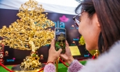 Cây mai mạ vàng 24K chào giá gần 6 tỷ đồng tại Hà Nội