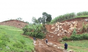 Doanh nghiệp ở Nghệ An bị phạt vì 'chiếm' rừng để khai thác khoáng sản
