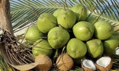 Việt Nam đứng trước cơ hội xuất khẩu chính ngạch dừa tươi sang Trung Quốc