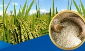 Thủ tướng chỉ thị đảm bảo an ninh lương thực, thúc đẩy sản xuất, xuất khẩu gạo bền vững