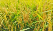 Hạt gạo Việt trên đỉnh lịch sử