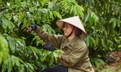 Giá thu mua tăng cao, cơ hội và thách thức của ngành cà phê Việt Nam