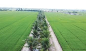 Cơ chế đất đai là vướng mắc hàng đầu trong hút đầu tư nông nghiệp tại Đồng bằng sông Cửu Long