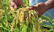 Nghịch lý ngành gạo: Giá tăng kỷ lục, doanh nghiệp càng khó khăn