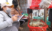 Xuất khẩu gặp khó, Khánh Hòa kêu gọi 'giải cứu' tôm hùm bông