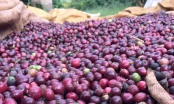Giá cà phê liên tục tăng cao, dự báo thiết lập kỷ lục xuất khẩu năm 2024