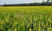 Gạo, thủy sản giúp Tập đoàn PAN lãi 'khủng' trong năm 2023
