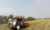 Nông dân trồng lúa miền Tây thắng lợi kép
