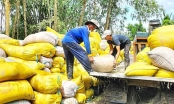 Đơn hàng gạo xuất sang Indonesia giúp giữ ổn giá lúa