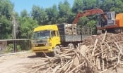 Nhiều chủ doanh nghiệp chế biến gỗ ở Huế bị tạm hoãn xuất cảnh