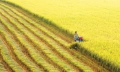 Có cách tiết kiệm 6.000 tỷ đồng cho người trồng lúa ĐBSCL, sao không làm?
