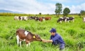 Sau hợp tác bán sữa cho Trung Quốc, Vinamilk nhập 2.000 bò từ Mỹ