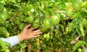 Công ty của bầu Đức sẽ thu về gần 2.600 tỷ đồng từ chanh dây và cây ăn quả