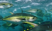 Việt Nam xuất khẩu cá ngừ đạt hơn 70,5 triệu USD tăng 16 %.