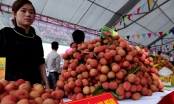 Giá vải thiều Bắc Giang tăng cao kỷ lục sau hơn 60 năm