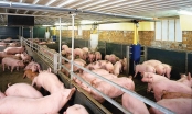 Giá thịt lợn tăng vọt, nên mừng hay lo?