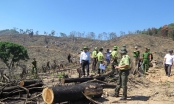 Công an điều tra vụ phá hơn 43 ha rừng