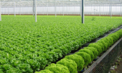 Sản xuất nông nghiệp hữu cơ: Thách thức lớn của doanh nghiệp Việt Nam