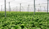 Đề xuất chính sách khuyến khích phát triển nông nghiệp hữu cơ
