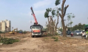 Tiến độ chặt hạ, di dời 1.300 cây xanh cổ thụ trên đường Phạm Văn Đồng