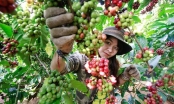 Bộ NN&PTNT: Đầu tư 170 tỷ đồng phát triển cà phê chất lượng cao