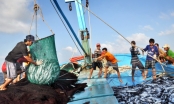 Luật Thủy sản: Tàu cá vi phạm có thể bị phạt 1 tỷ đồng