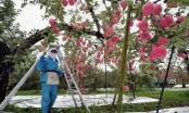 Khám phá táo tươi Aomori từ Nhật Bản