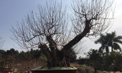 Đến vườn đào cổ thụ Nhật Tân, giá nghìn USD vẫn nườm nượp người mua