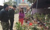 Táo bonsai Trung Quốc hút khách dịp Tết Nguyên đán