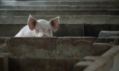 Trung Quốc sử dụng trí tuệ nhân tạo để... nuôi lợn