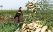 Nông dân vứt bỏ hàng nghìn tấn củ cải vì khó tiêu thụ