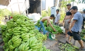Bộ Công Thương cảnh báo doanh nghiệp Việt khi xuất khẩu chuối sang Trung Quốc