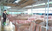 Giá lợn hơi tăng bất thường: Ai thao túng giá?