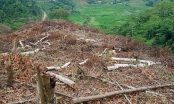 Phó thủ tướng: Yêu cầu xử lý nghiêm vụ phá rừng ở Bắc Kạn
