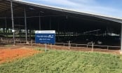 Bước tiến mới của Tập đoàn TH: Nhân giống thành công bò sản xuất sữa A2
