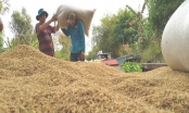 Thương hiệu gạo Việt Nam sẽ được bảo hộ quốc tế