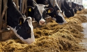 Mỗi con bò trung bình sẽ sản xuất tăng thêm 20% lượng sữa, sản lượng toàn cầu dự kiến tăng 35% vào năm 2030