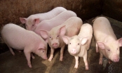 Chiến tranh thương mại Mỹ - Trung: Áp lực lên ngành chăn nuôi lợn Việt Nam