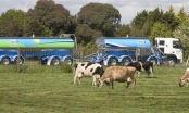 Hãng sữa xuất khẩu lớn nhất thế giới của New Zealand lần đầu báo lỗ
