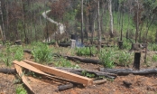 Gia Lai: Ban Quản lý rừng Đắk Đoa chi sai và trục lợi hơn 5,3 tỉ đồng