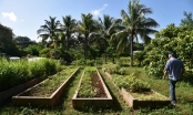 Nông nghiệp organic 'giải cứu' Cuba