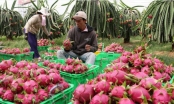 Trung Quốc mua 2,4 tỷ USD rau quả Việt Nam trong 10 tháng