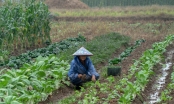 Bỏ công việc thành phố, tiến sĩ Trung Quốc về quê làm nông nghiệp sạch