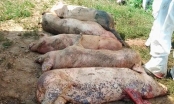 Phó Thủ tướng Trịnh Đình Dũng: Khẩn trương triển khai các biện pháp ngăn chặn, khống chế dịch tả lợn châu Phi