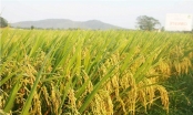 Lãi suất ưu đãi ngành lúa gạo có thể về mức 6%