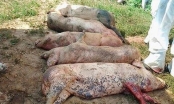 Bộ trưởng Bộ Công Thương triệu tập họp khẩn về dịch tả lợn châu Phi