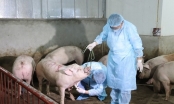 Lập Ban chỉ đạo quốc gia phòng chống Dịch tả lợn Châu Phi