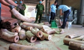 Phó Thủ tướng chỉ đạo điều tra mở rộng vụ nhập lậu hơn 9 tấn ngà voi