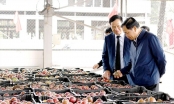 Xuất khẩu nông sản chính ngạch sang Trung Quốc: Không còn đường lùi