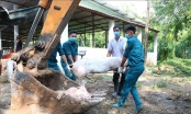 Dịch tả lợn châu Phi lan ra 60 tỉnh thành, hơn 2,8 triệu con lợn bị tiêu hủy